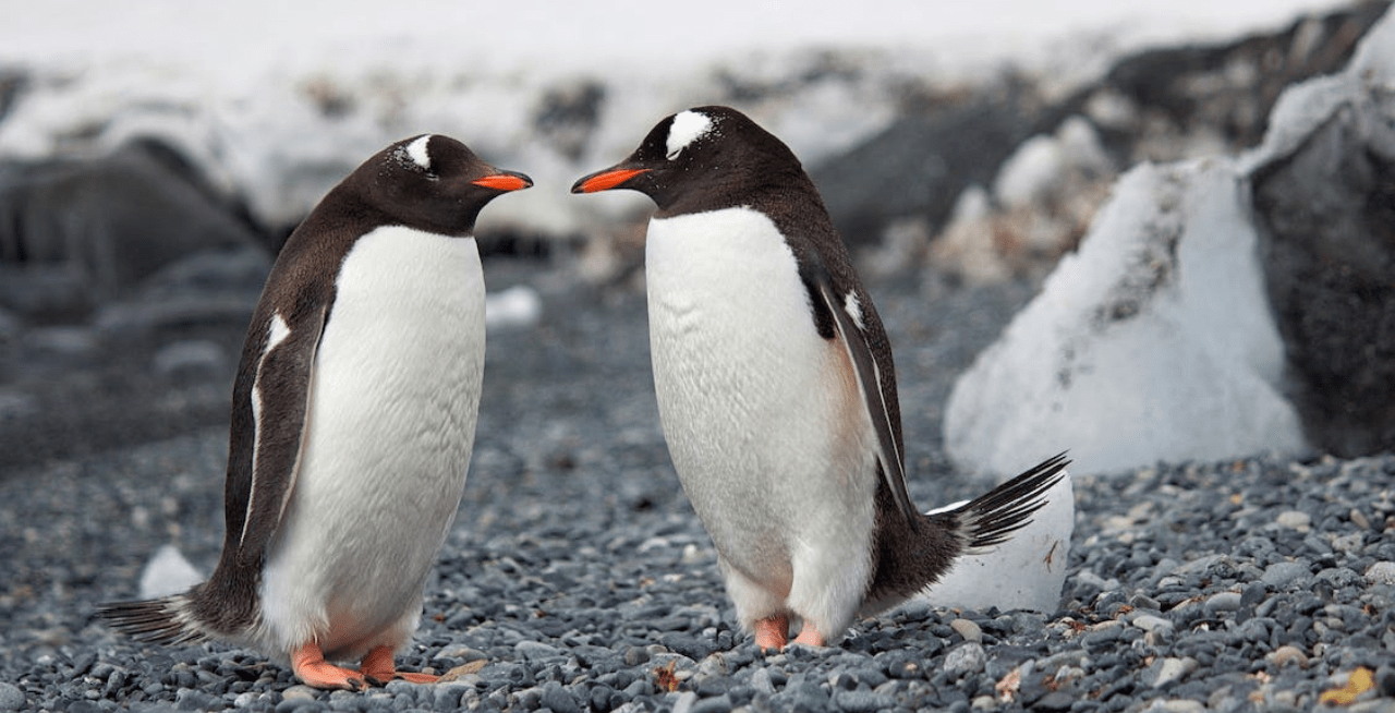 Warna Hitam dan Putihnya Penguin Rupanya Punya Segudang Faedah!